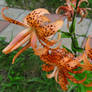 leopard lilies