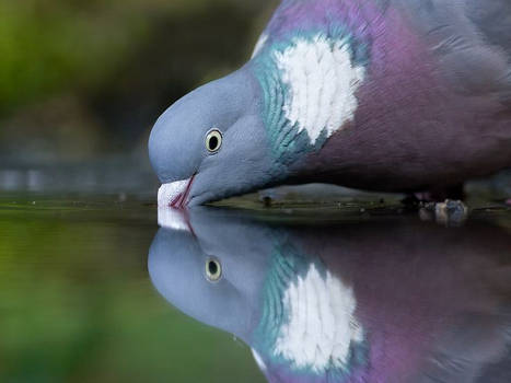 Pigeon drinking water