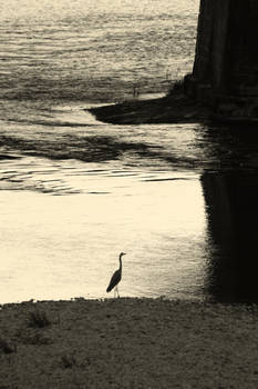 Heron