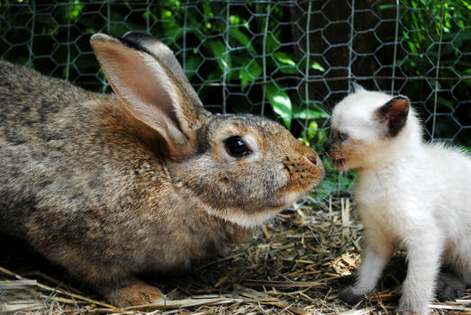 My kitten and Sunny Bunny!