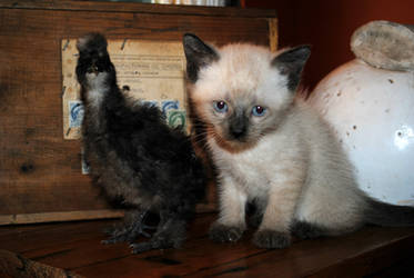 My kitten and a Silkie chick!