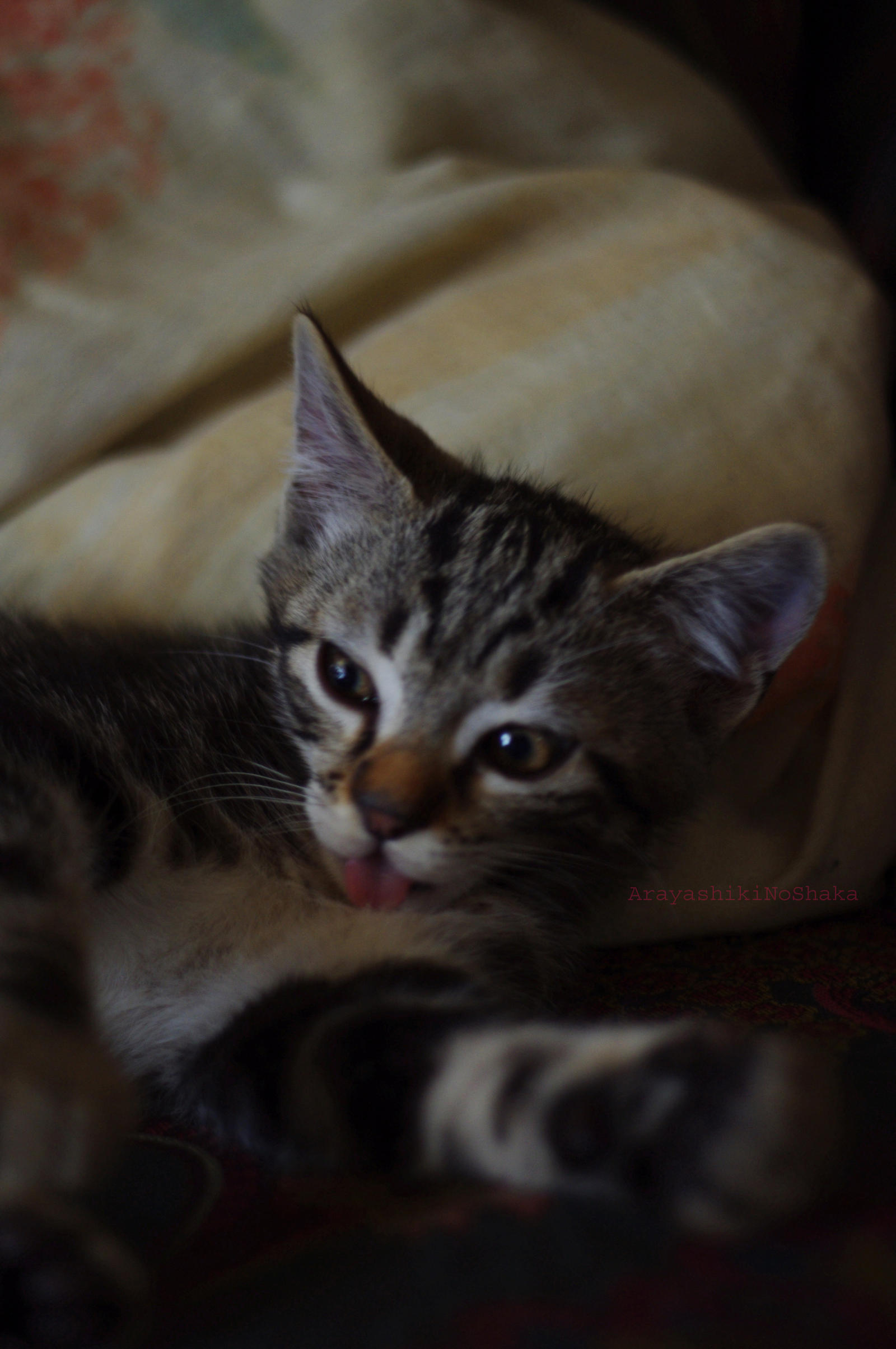 The Kitty's little tongue II