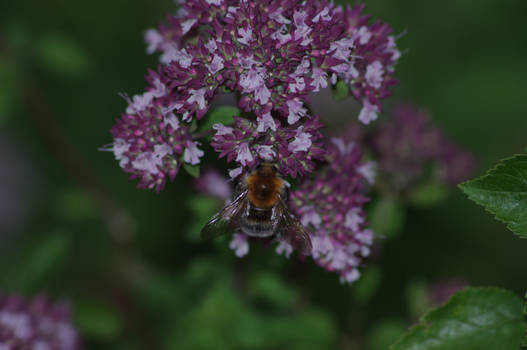 Bee Happy !