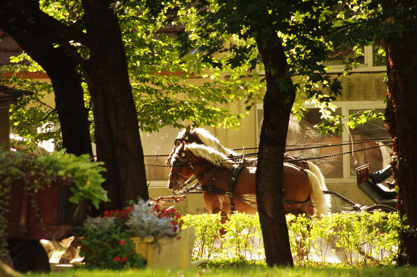 Training of horses