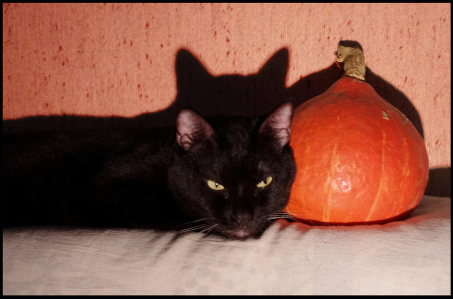 Milo and the pumpkin