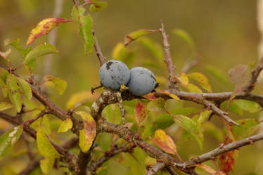 Blue berries III