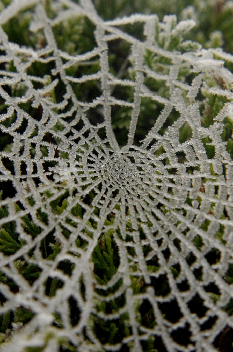 Frost spiderweb XII