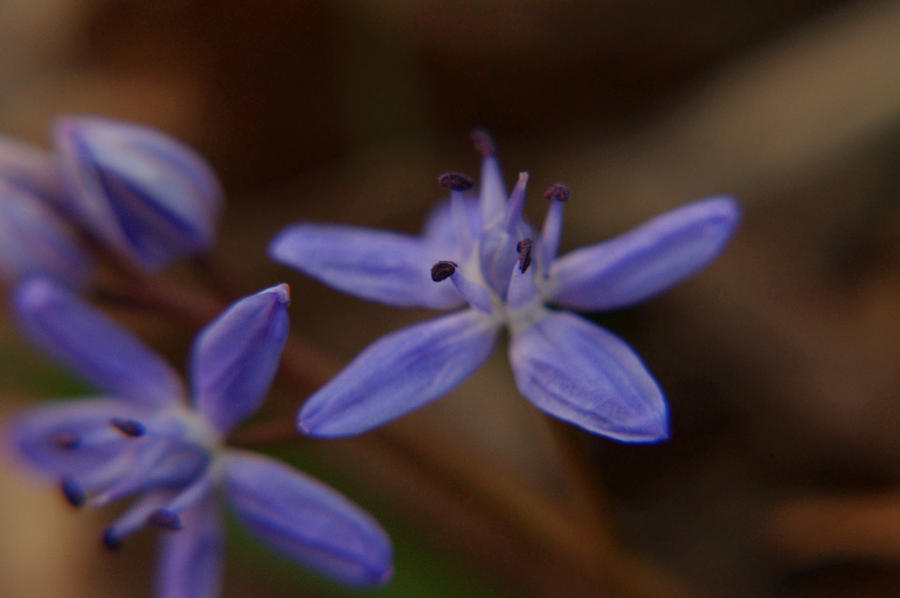 Violets on undergrowth