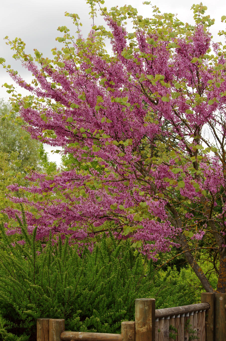 Blossom in a garden