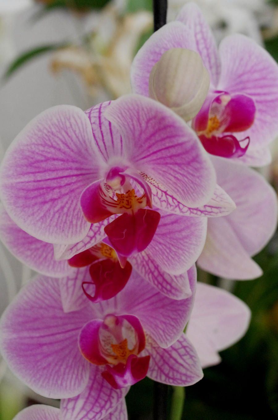 Wedding pink orchid II