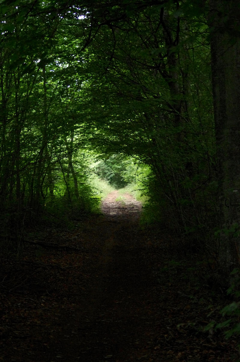 Light forest path