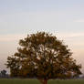 Lonely tree at sunset