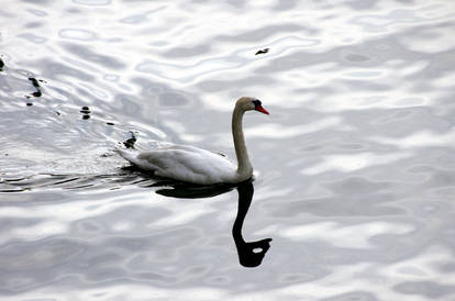 The ride of the swan III