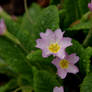 Primroses in the rain III