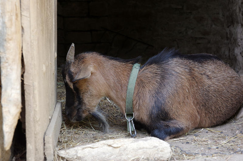 Napping Goat The nap of the little goat by Arayashikinoshaka on DeviantArt
