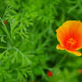 Orange poppy II