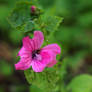 Flower in the rain