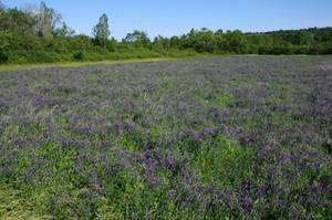 Purple field