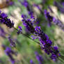 Summer Lavender