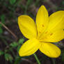 Colchicum II