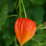 Physalis alkekengi II