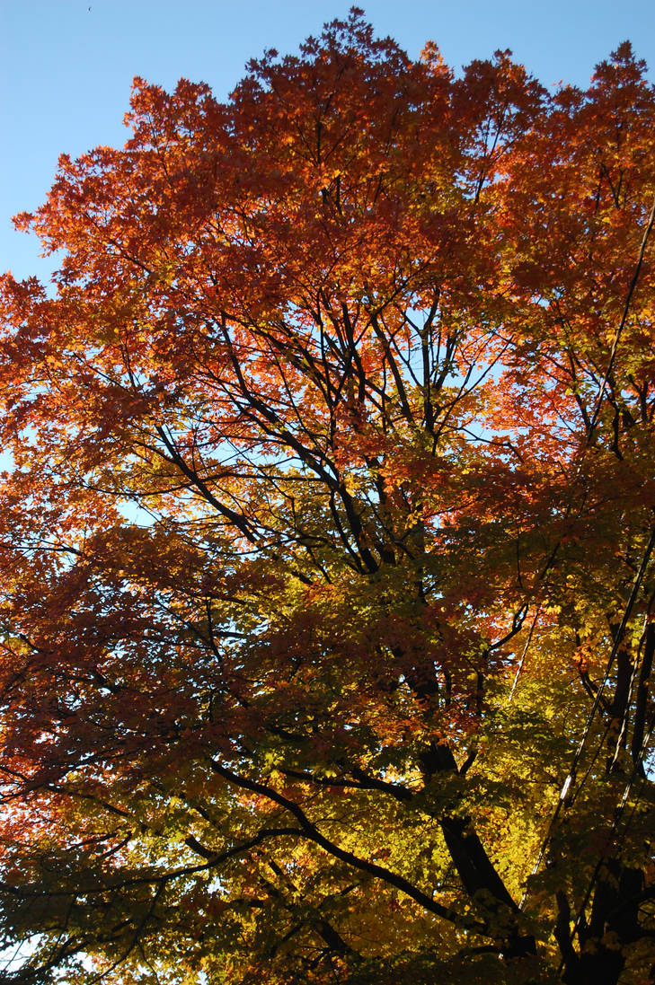 Fire Tree by frankmarlowe on DeviantArt