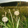 sowthistle's mountain