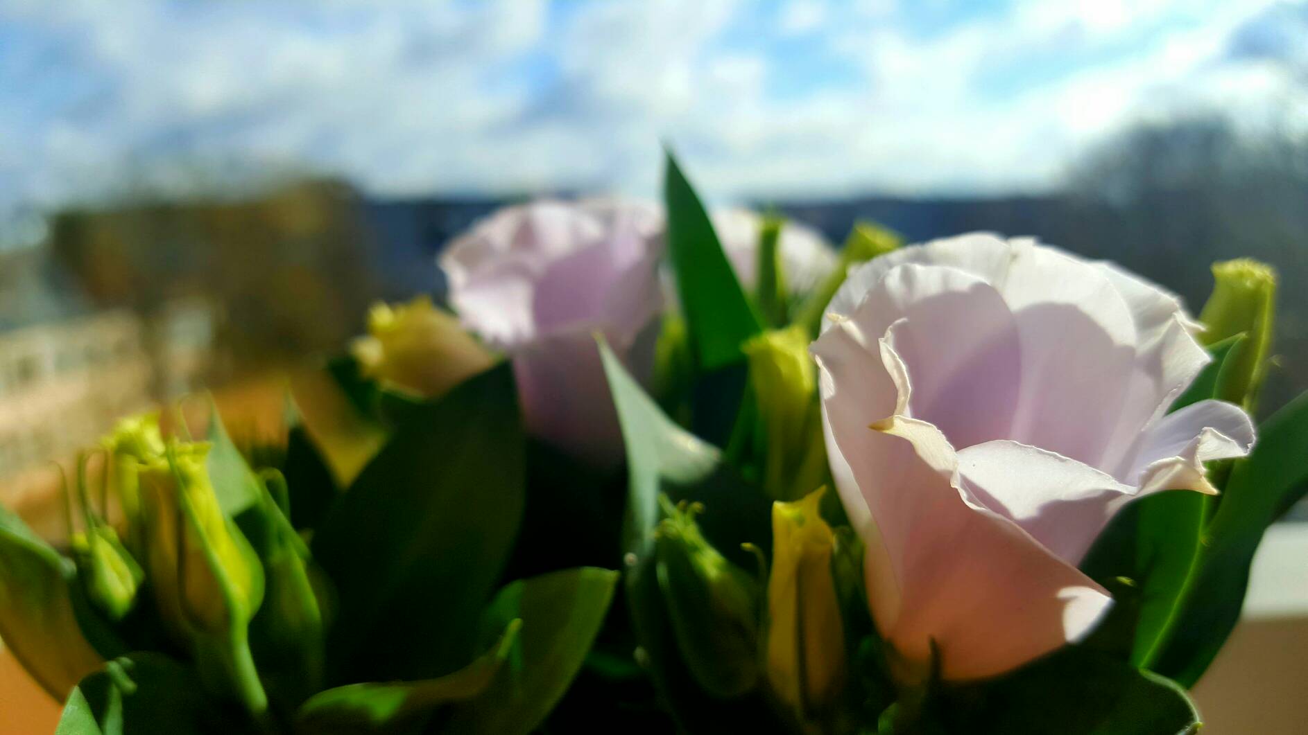 Light purple eustoma