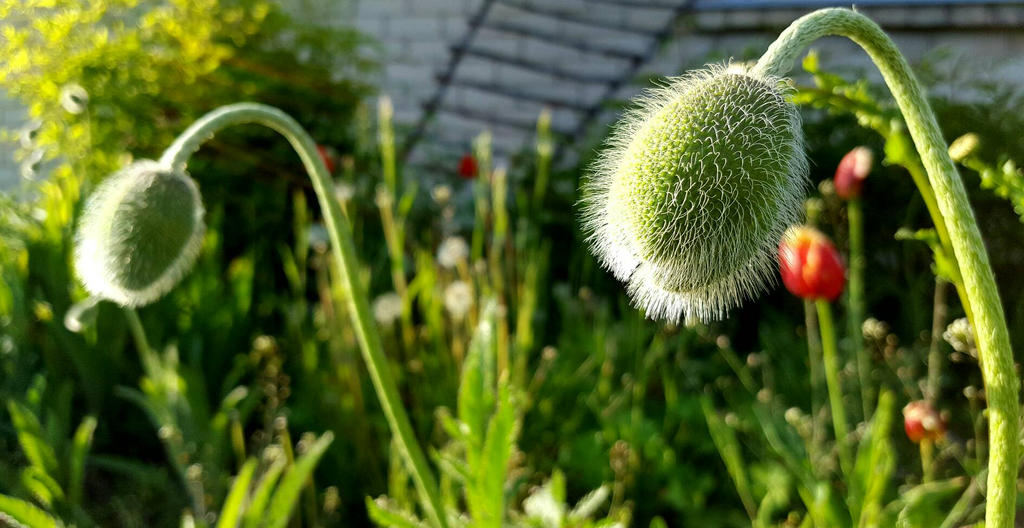 Poppy bud