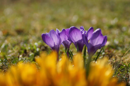 crocus