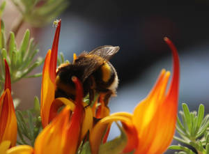 Working bumblebee and the tiny spider