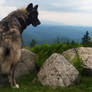 Thyra Wolfdog