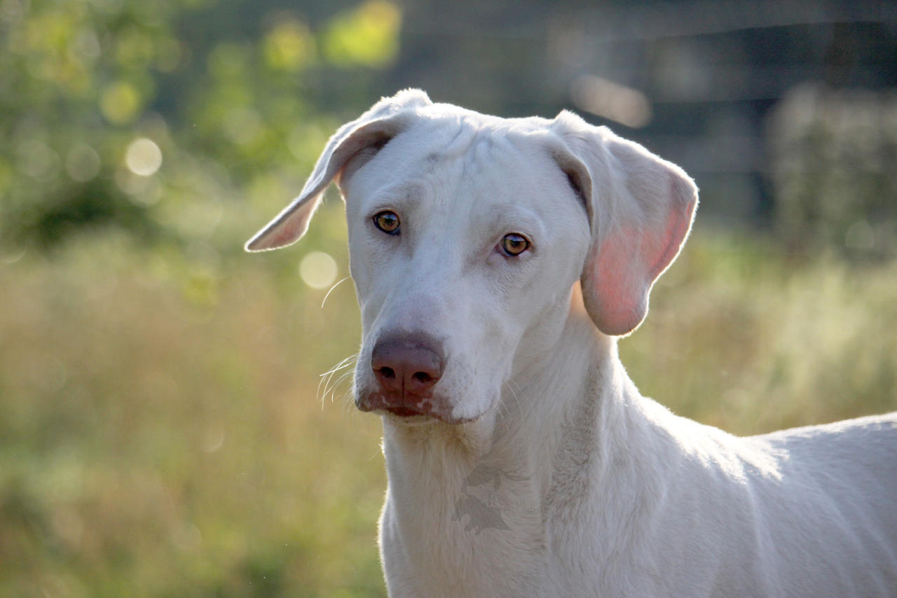 Abv Rajpalya Rajapalayam Dog Puppy Rajapalayam Hotsell Dog Puppy