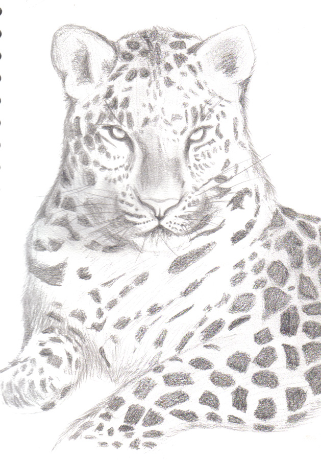 Leopard sketch