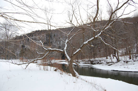 frozen tree