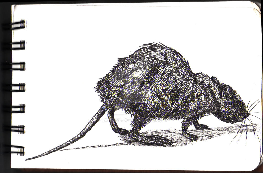The Rata La Rata by TaliasL on DeviantArt