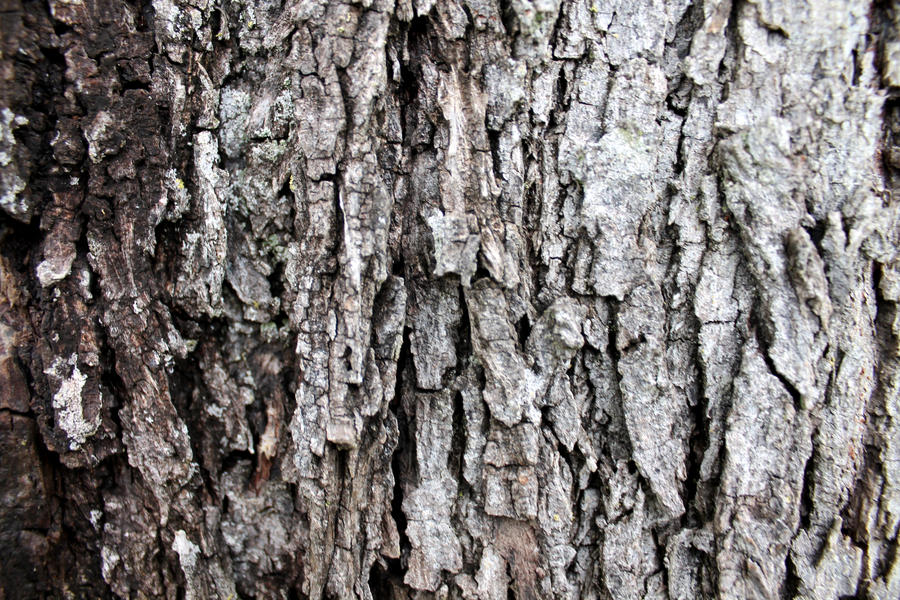 Tree skin by Ankh-Infinitus on DeviantArt