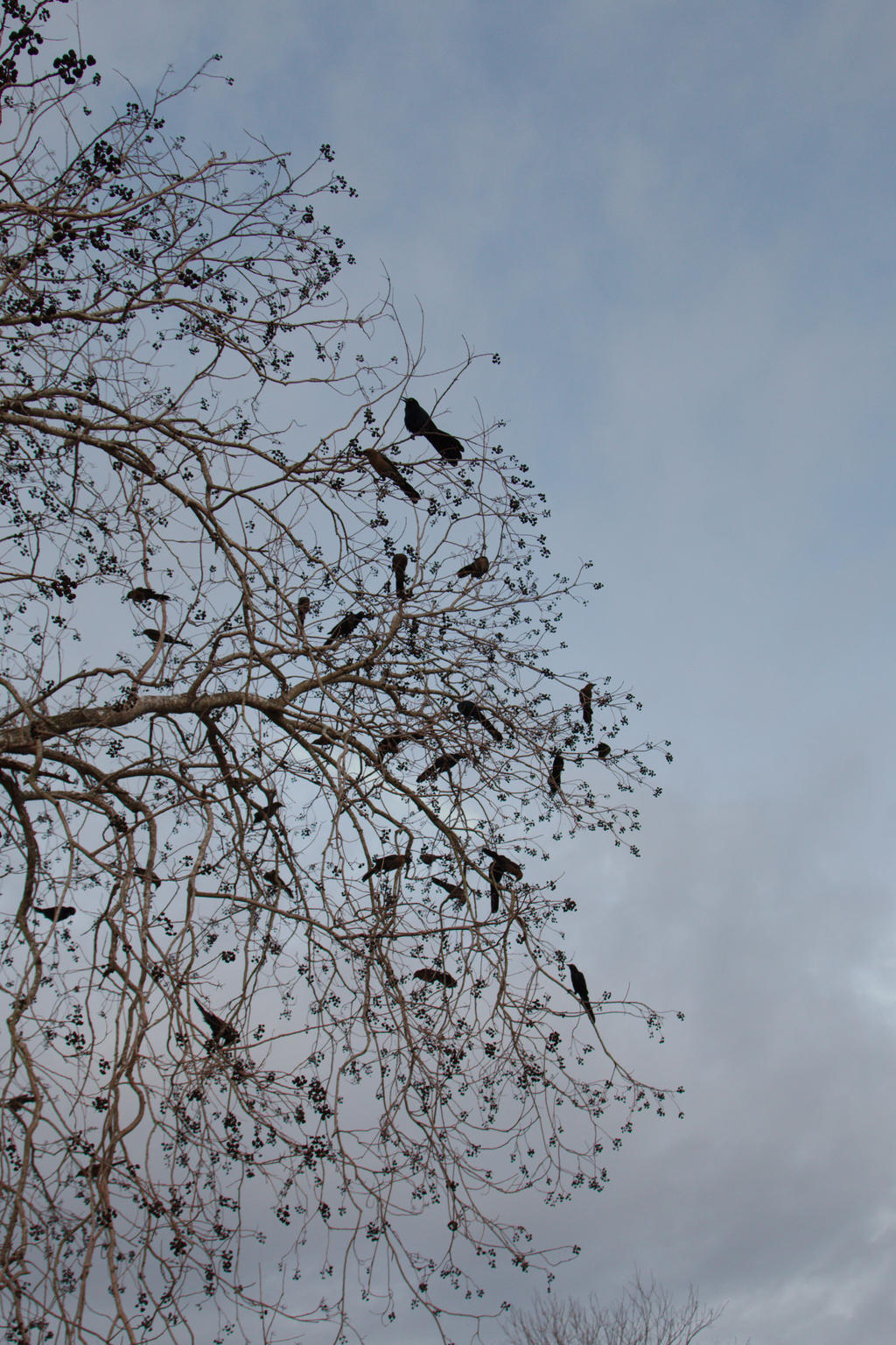 Birds in tree