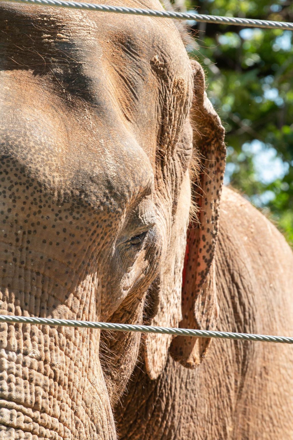 Elephant face