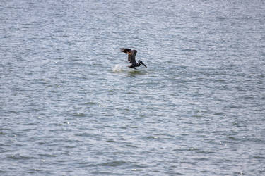 Pelican taking flight