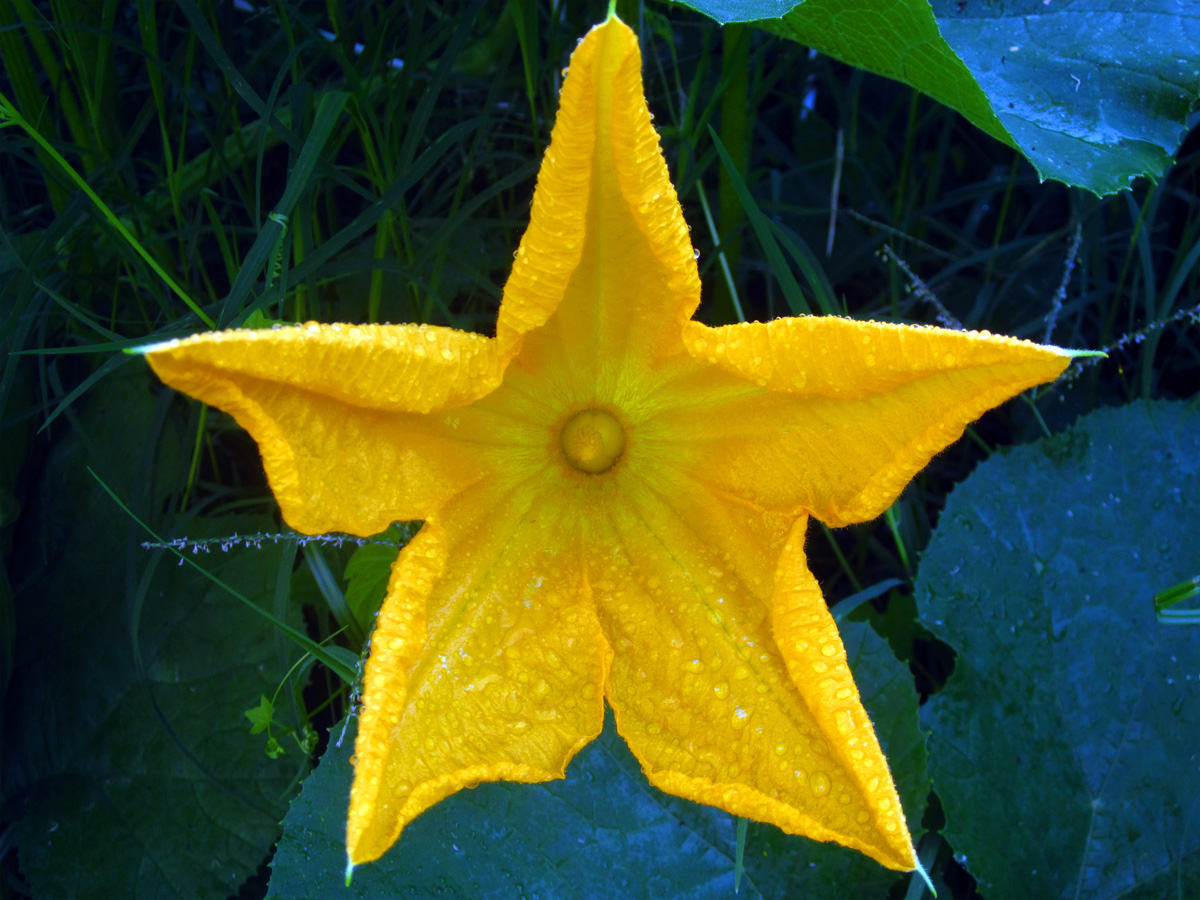 Pumpkin Flower