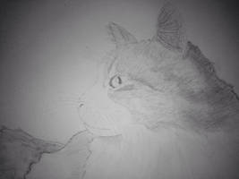 Drawing of my cat Pumpkin