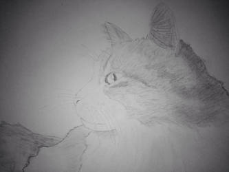 Drawing of my cat Pumpkin