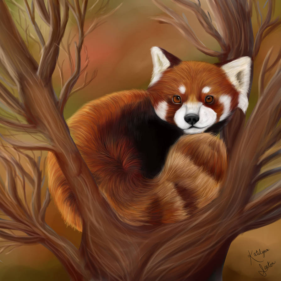 Red panda digital painting by RoseArtStudios on DeviantArt