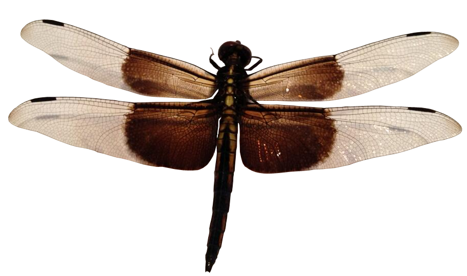 Widow Skimmer Dragonfly - transparent