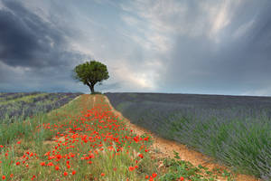 Icones of Provence by Addran
