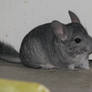 Chinchilla