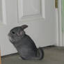 Chinchilla 02