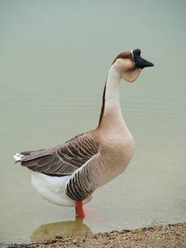 Goose