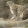 Snow Leopard Stock